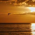 Sun Down and Fishing Pelican