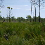 Savannas Preserve State Park - Burn Recovery