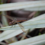 Savannas Preserve State Park - Dragon Fly