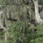 Savannas Preserve State Park - Spanish Moss