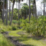Savannas Preserve State Park