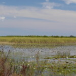 Savannas Preserve State Park - American White Waterlily