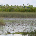 Savannas Preserve State Park - American White Waterlily Pond