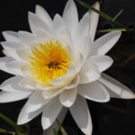 Savannas Preserve State Park - American White Waterlily