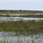 Savannas Preserve State Park