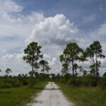 Savannas Preserve State Park