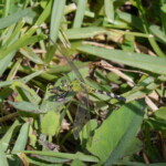 Savannas Preserve State Park - Common Pondhawk