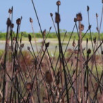 Savannas Preserve State Park