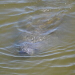 Martin County Mangroves